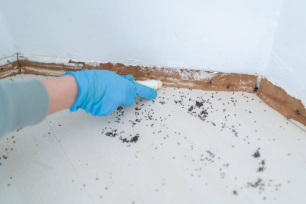 Reliable Niagara Falls, NY Pest Control Solutions
